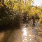 A shallow creek surrounded by trees and bushes. A half dozen young people stand in shallow water in the background. 