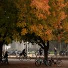 Students walk  and ride to Olson Hall as autumn turns the colors of the trees to yellow, red, and orange.