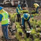 construction workers planting