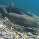 3 large chinook and one juvenile salmon swi over gravel bed in blue stream