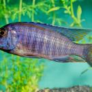 A silvery blue fish with a large head against a background of water plants. 