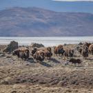 15 muskoxen stand on the windy Arctic tundra with a mountainous backdrop in Greenland