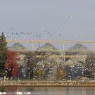 Hundreds of birds and waterfowl fly and swim in a rice fields next to rice silos in California