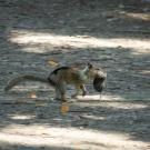 Ground squirrel runs aross a dirt road with a vole in its mouth