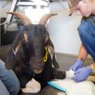 Person wraps bandages on paws of goat