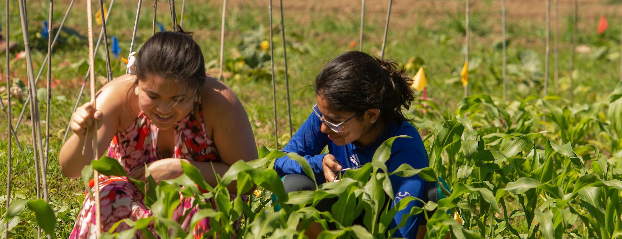 UC Davis | Sustainable Agriculture And Food Systems Major