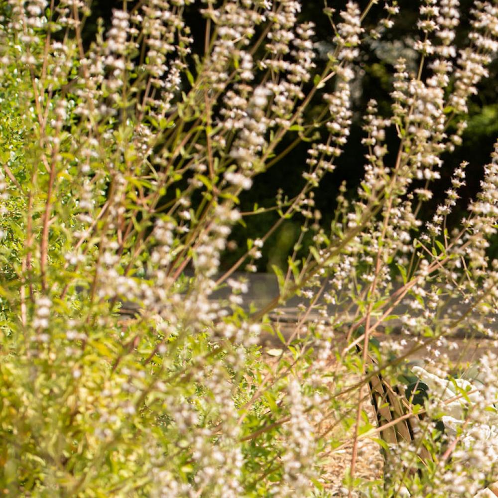 UC Davis | Sustainable Agriculture And Food Systems Major