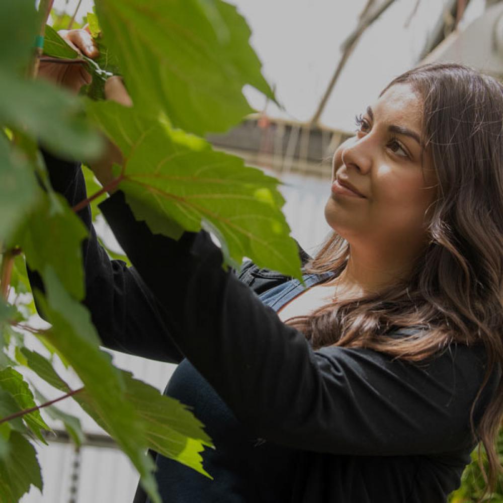 一名女学生在加州大学戴维斯分校的几个温室之一研究植物叶子