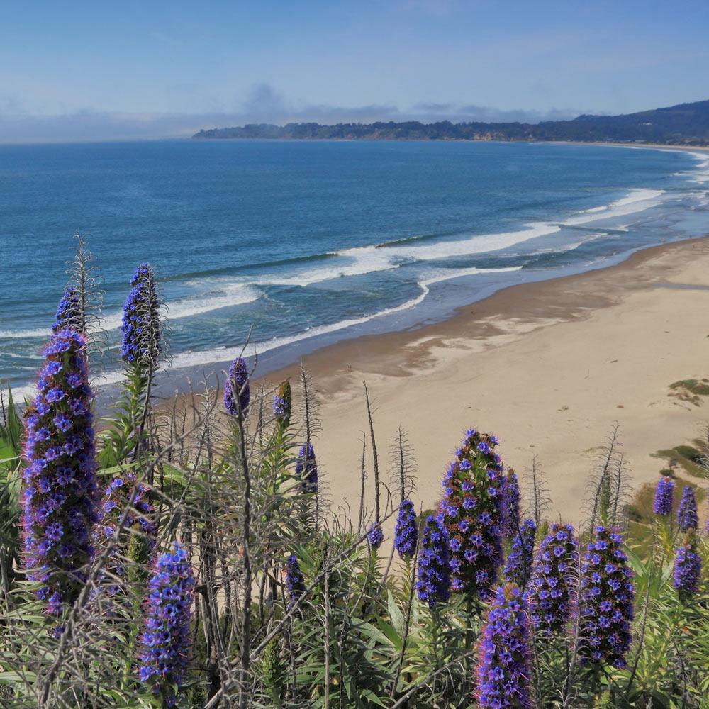 Tide Chart Stinson Beach: Your Complete Guide to Beach Adventures