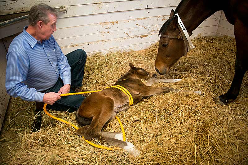 Veterinarian John Madigan holding rope with foal on ground and mare sniffing its head