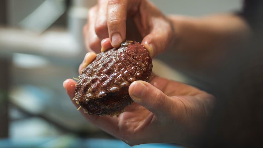 Only the Lonely: Captive White Abalone Get a Wild New Addition | UC Davis