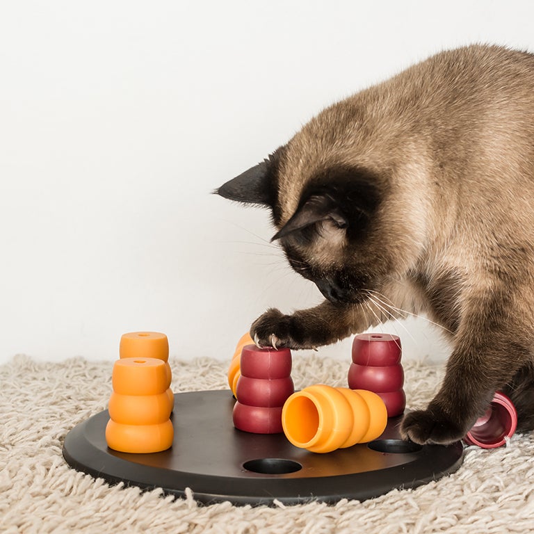 Food Puzzles for Cats: Good for Mind and Body! – Feline Behavior Solutions  - Cat Behavior Consultant